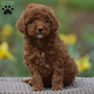 Tilly, Toy Poodle Puppy